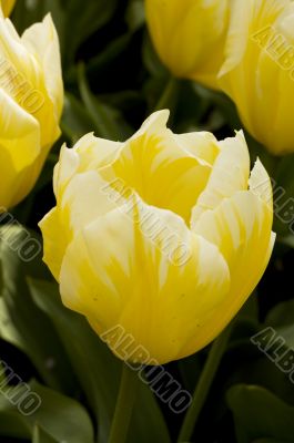white and yellow tulip