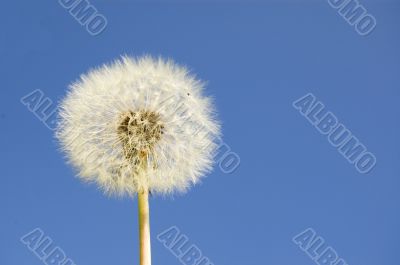 Dandelion against a blue sky