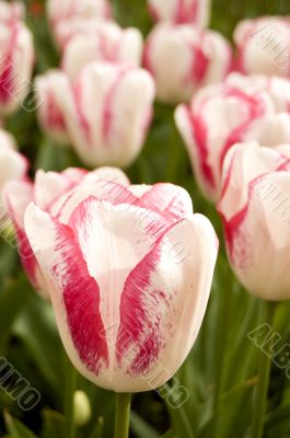 red and white tulip