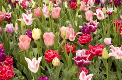 field of colourfull flowers