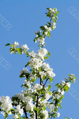 Blossoming apple-tree