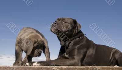 italian mastiff mother and puppy