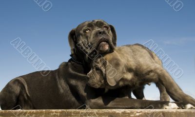 italian mastiff mother and puppy
