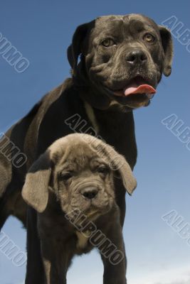 italian mastiff mother and puppy