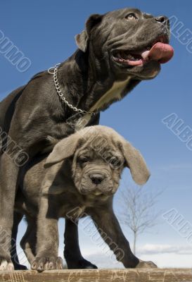 italian mastiff mother and puppy