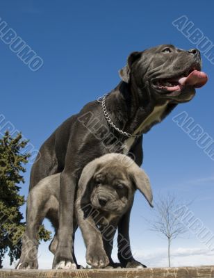 italian mastiff mother and puppy