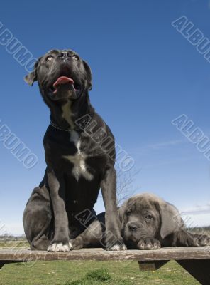 italian mastiff mother and puppy