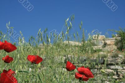 Red poppy