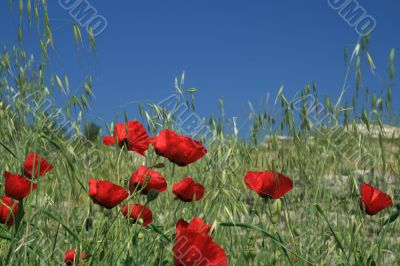 Red poppy