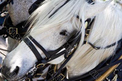 working horse