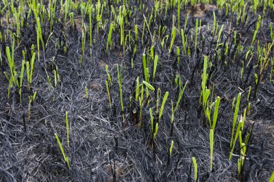 Burned grass