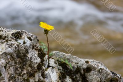Lonely dandelion
