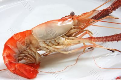 Cooked prawn