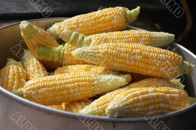 Corn on the cob