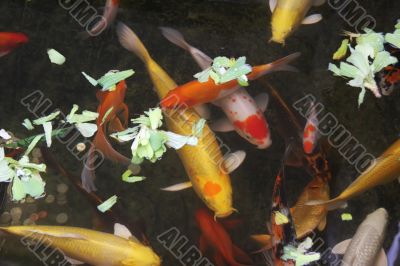 Ornamental goldfish