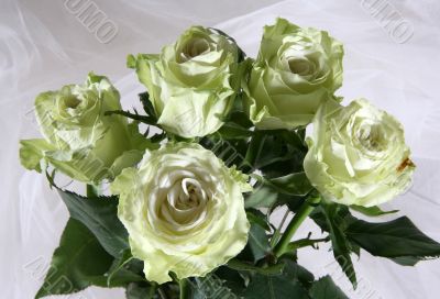 Greenish roses