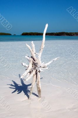 Snag on sand island  on Caribbean sea