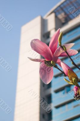 Magnolia in the city