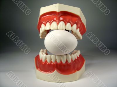 teeth model