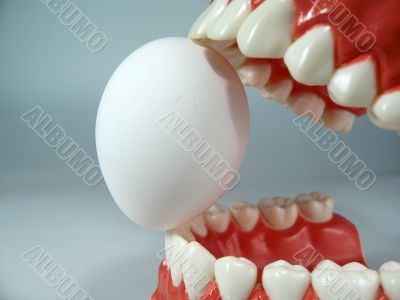 teeth model