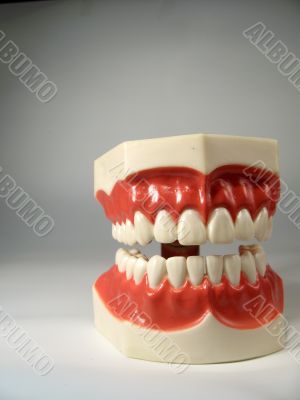 teeth model