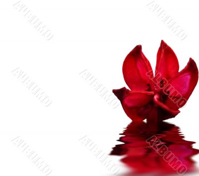 red flower water