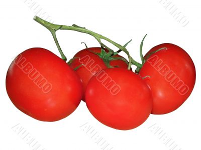 tomatoe