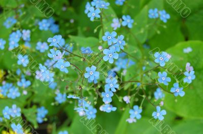 Forget-me-not
