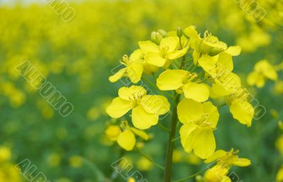 Rape oilseed blossom