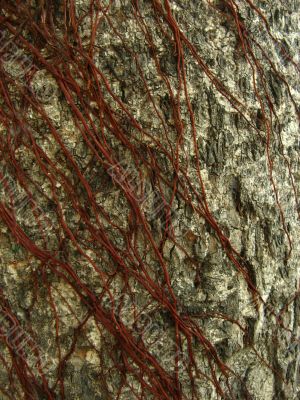 An texture of tree bark