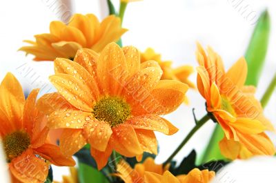 orange chrysanthemum