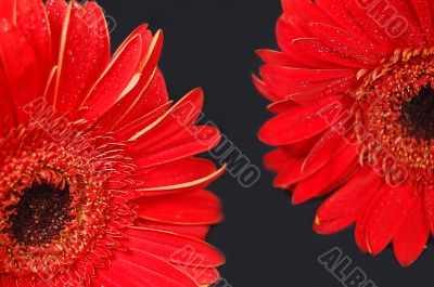 Red gerbera