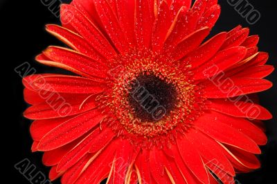 Red gerbera