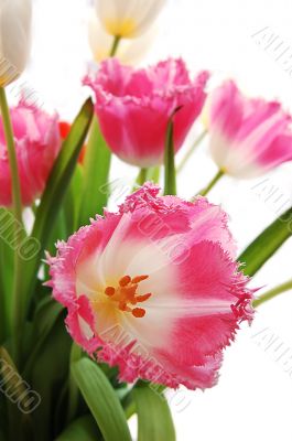 Pink tulips