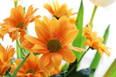 Orange chrysanthemum