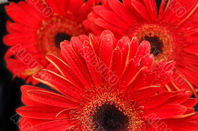 Red gerbera