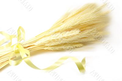 Wheat