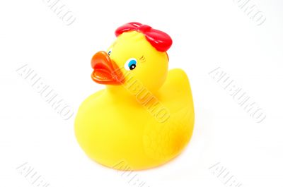 Rabber duck