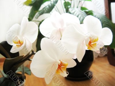 Orchid