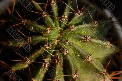 Cactus