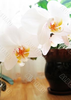 Orchid