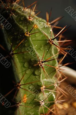 Cactus