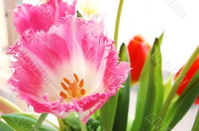 Pink tulips