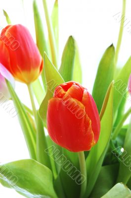 Red tulips