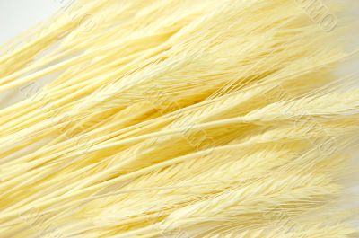 Wheat