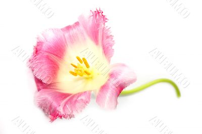 Pink tulip