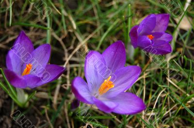 Crocus