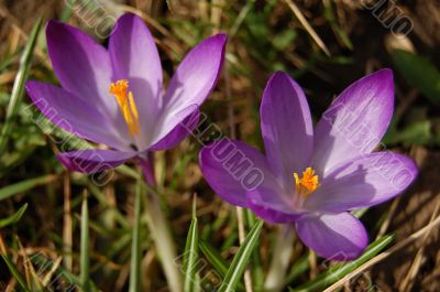 Crocus