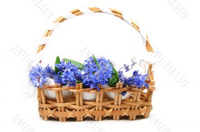 Violets