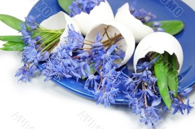 Violets